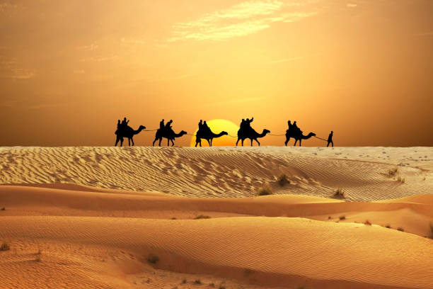 istock Sunset in desert with camel caravan silhouette on sand dunes 1162960373