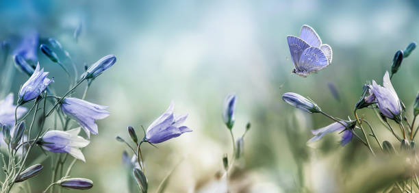 istock Fluttering butterfly over lilac bellflowers background 1162960413