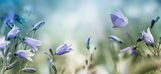 Fluttering butterfly over purple lilac bellflowers natural background, wild flowers bells on a summer meadow