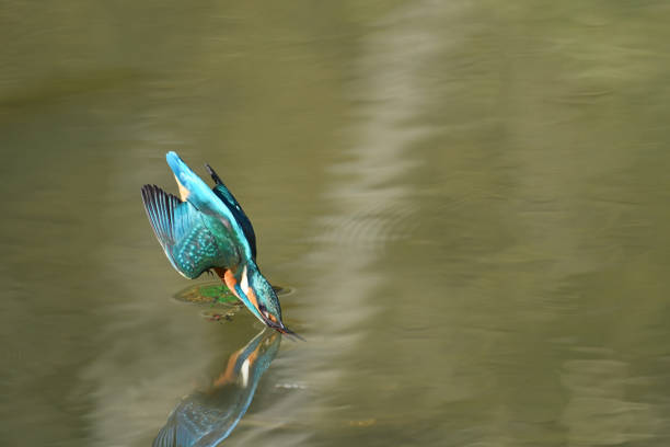 istock Male kingfisher jumping into the water 1162961476