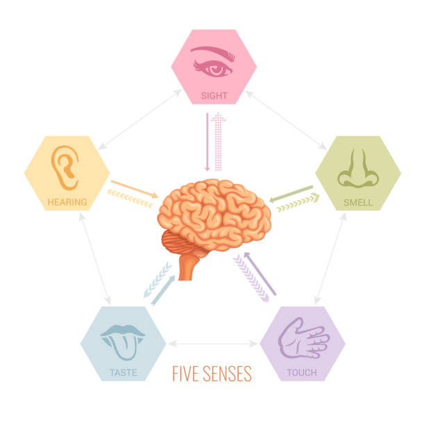 Human brain and five senses vector. Human brain and five senses vector. sensory impulse stock illustrations