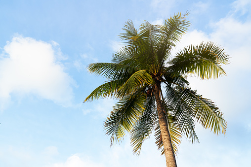 A coconut tree on sunny day, clear and blue sky background