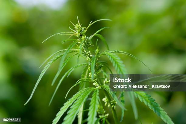 대마 씨앗큰 마리화나 잎 녹색 대마초 부시 Cbd 오일 크림의 생산을위한 대마초 재배 의학 개 및 고양이 사료의 의약 목적 ...