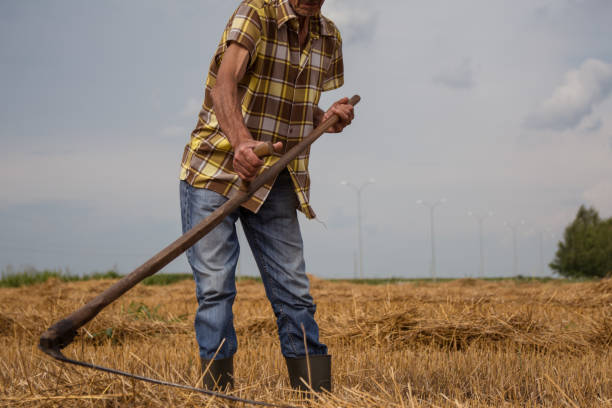 istock Farmer working in the wheat field 1162963532