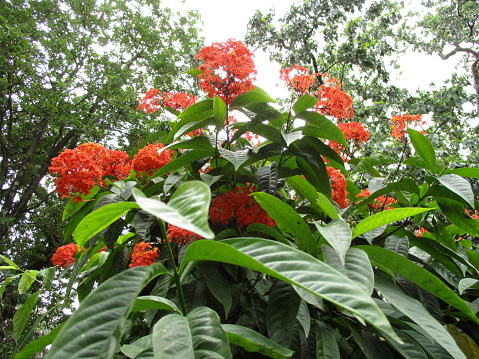 Red flowers on tree and green