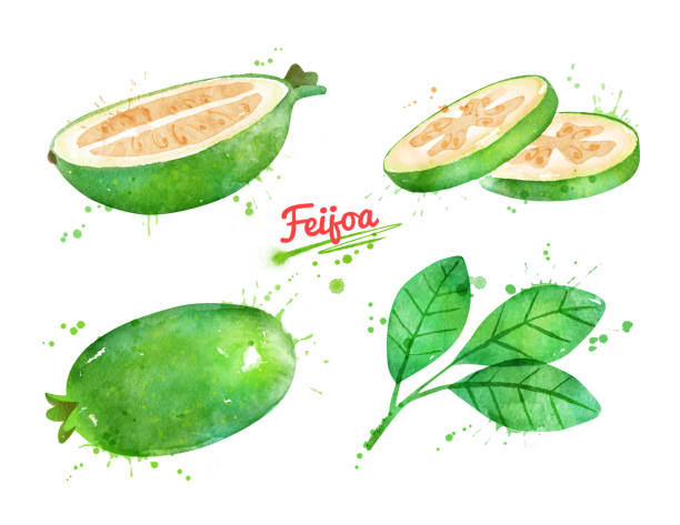 ilustraciones, imágenes clip art, dibujos animados e iconos de stock de ilustración de acuarela de la fruta de feijoa - feijoo