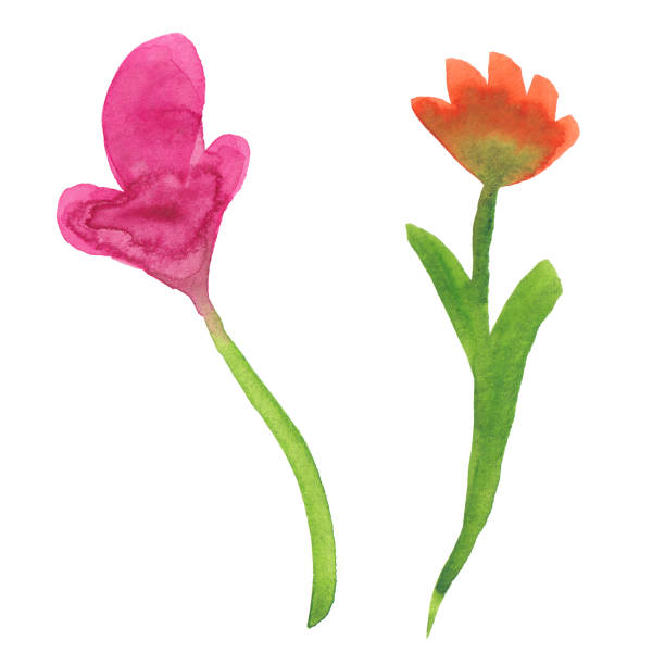 istock watercolor illustration of two beautiful flowers 1162964871