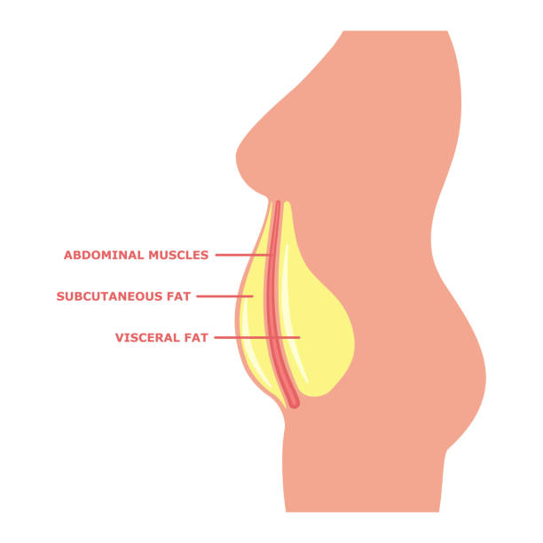Visceral fat on the female body with inscriptions Belly subcutaneous fat, abdominal muscle and visceral fat on the female body with inscriptions. Vector illustration isolated on white. Female obesity side view. excess fat stock illustrations