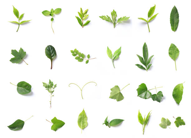 istock set of  Green leaves Isolated on a white. - Image 1162965809