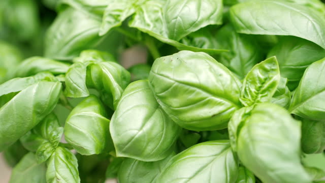 Nature, food, health: fresh basil at the market-slow motion