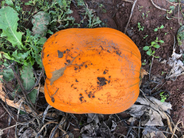 istock Image of unusual orange rectangular / square pumpkin growing in vegetable garden allotment farm field, square shaped pumpkins patch grown in mould from seeds with leaves and stalk, ready for children's Halloween party and carving Jack O'lanterns face 1162967045