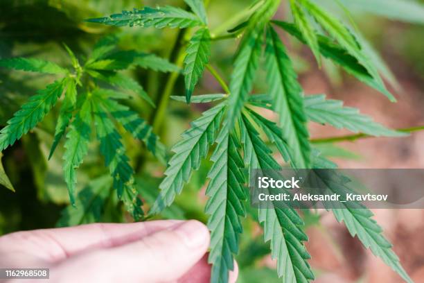 대마 씨앗큰 마리화나 잎 녹색 대마초 부시 Cbd 오일 크림의 생산을위한 대마초 재배 의학 개 및 고양이 사료의 의약 목적 ...