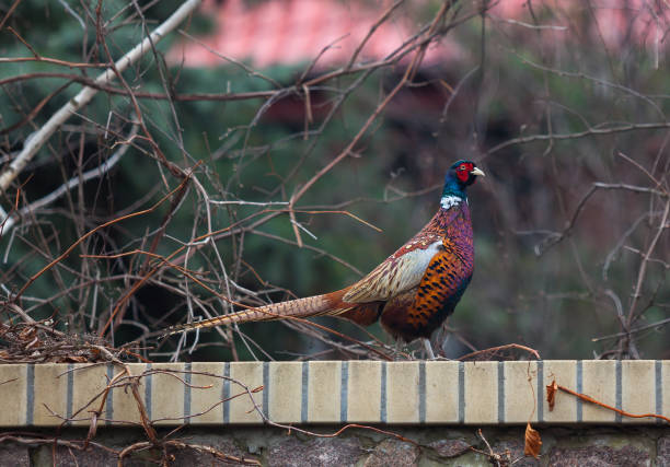 istock Beautiful pheasant sits on  stone fence 1162968664