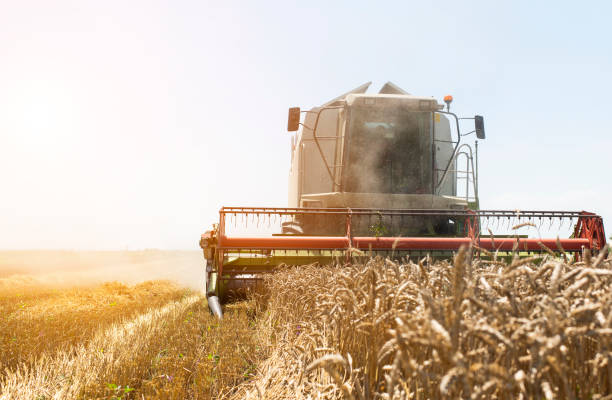 istock Harvesting of wheat field in summer 1162969332