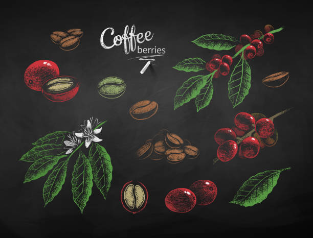 ilustraciones, imágenes clip art, dibujos animados e iconos de stock de conjunto de tiza vectorial dibujado de ilustraciones de café - coffee bean coffee crop heap backgrounds