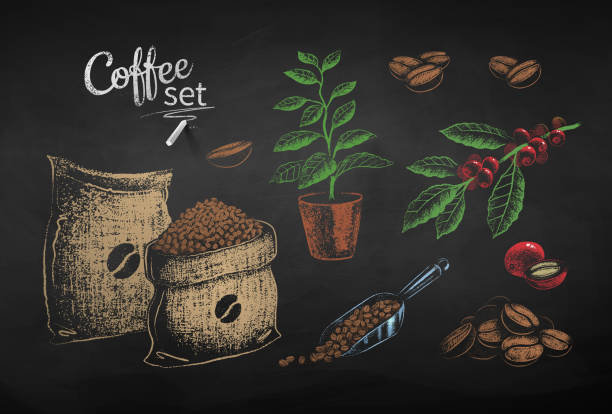 ilustraciones, imágenes clip art, dibujos animados e iconos de stock de ilustraciones dibujadas en tiza de granos de café y hojas - coffee bean coffee crop heap backgrounds