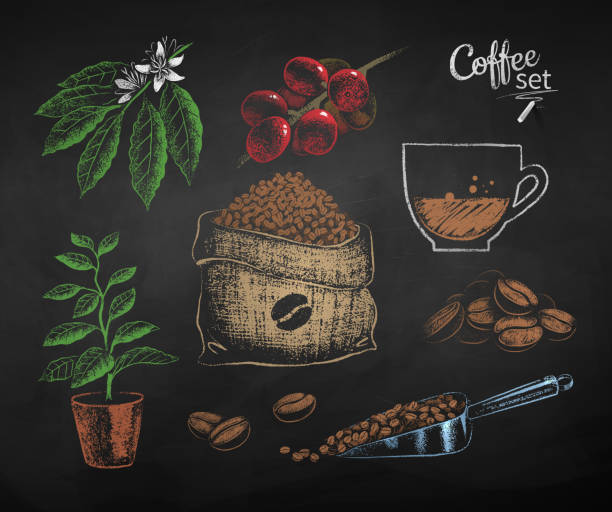 ilustraciones, imágenes clip art, dibujos animados e iconos de stock de conjunto vectorial de ilustraciones de granos de café - coffee bean coffee crop heap backgrounds