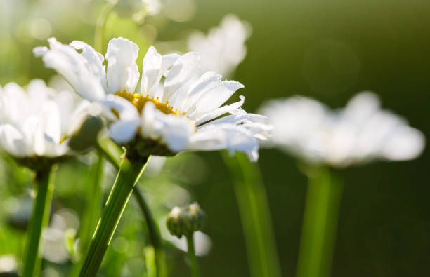 istock Macro Shot of white daisy flowers in sunset light. 1162972937