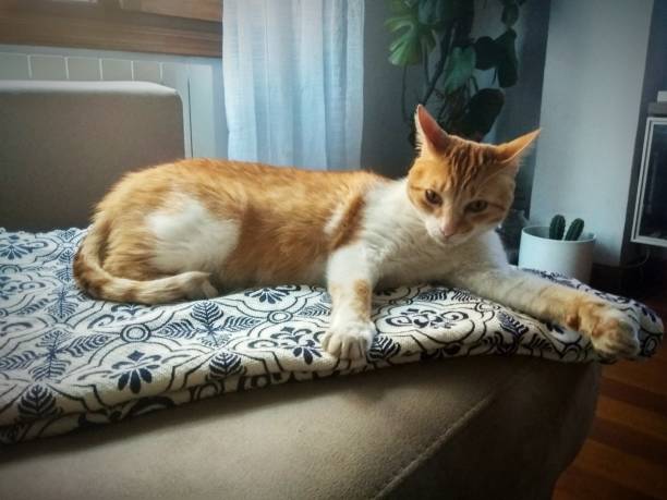 istock Beautiful Orange and white cat 1162973019