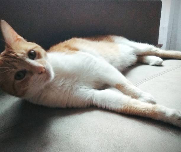 istock Beautiful Orange and white cat 1162973045