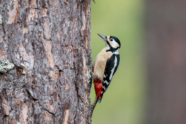 istock The great spotted woodpecker 1162973183