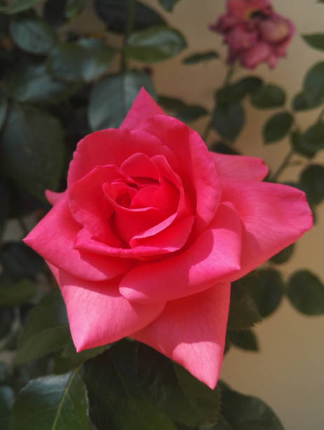 istock Pink rose bush with big double flowers 1162974456