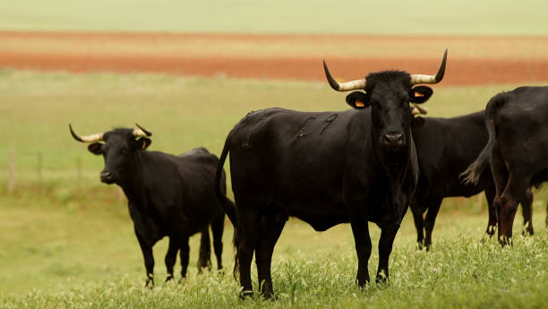 istock Morucha cow from Salamanca 1162974757