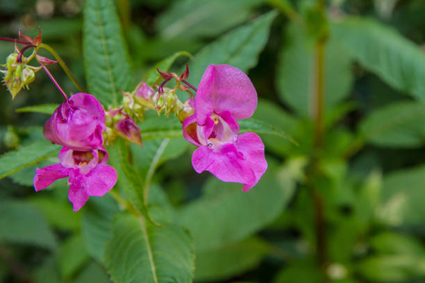 The Impatiens glandulifera (the Policeman's Helmet) blooming