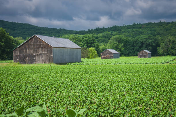 一列に並ぶ納屋。 - massachusetts agriculture crop farm ストックフォトと画像