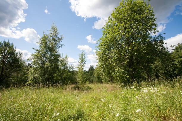 istock summer landscape with green grass meadow and trees 1162978109