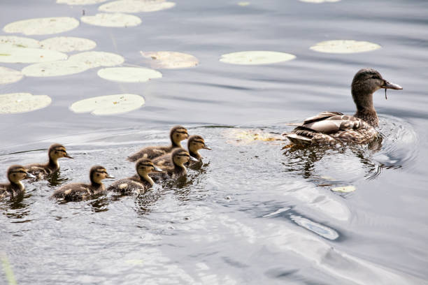 istock mother duck swimming with little ducklings 1162978228