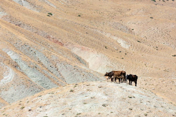 istock Herd of cows on the mountainside 1162978246