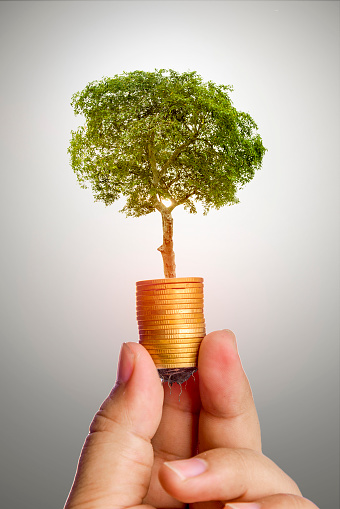 The tree is growing both on the progress of money and financial reports, along with financial accounts, business, investment on the investor's table. Front investment concept