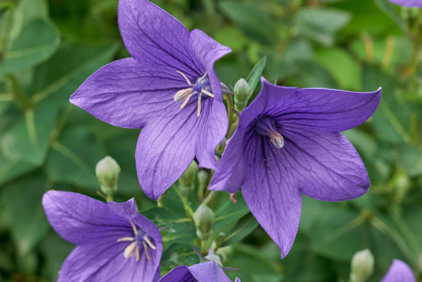 istock Two flowers of bluebell, macro. 1162980390
