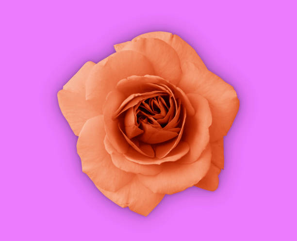 istock Coral rose flower. Close up on pink background. Top view image. 1162981869