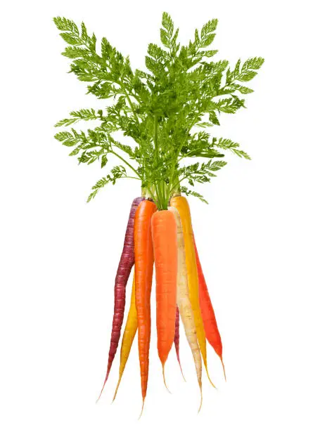 Photo of Colorful Rainbow carrots on white background