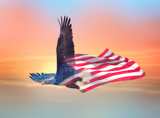 Double exposure effect of north american bald eagle on american flag with sunset background