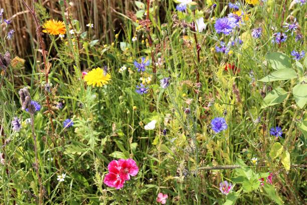 istock field of flowers 1162983392