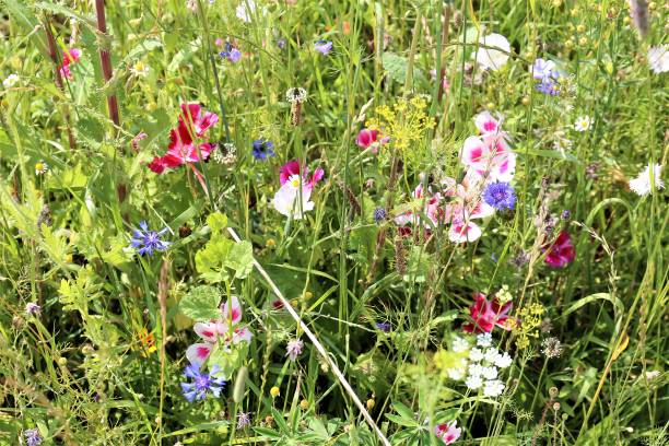 istock field of flowers 1162983395