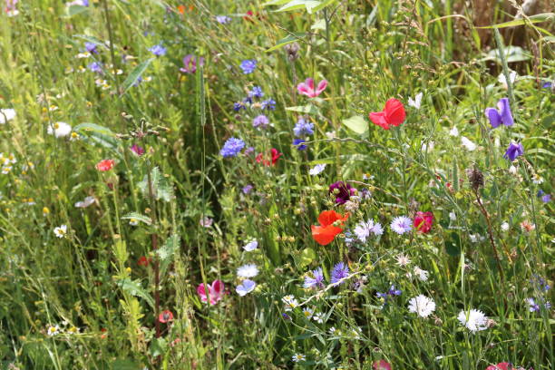 istock field of flowers 1162983560