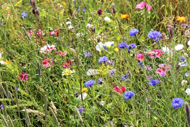 istock field of flowers 1162983666