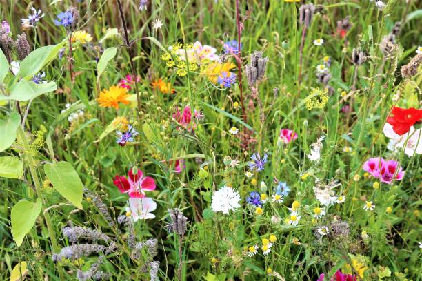 istock field of flowers 1162983765