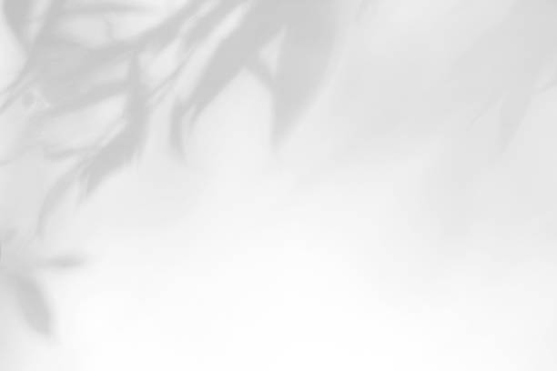istock Gray shadow of the leaves on a white wall 1162984000