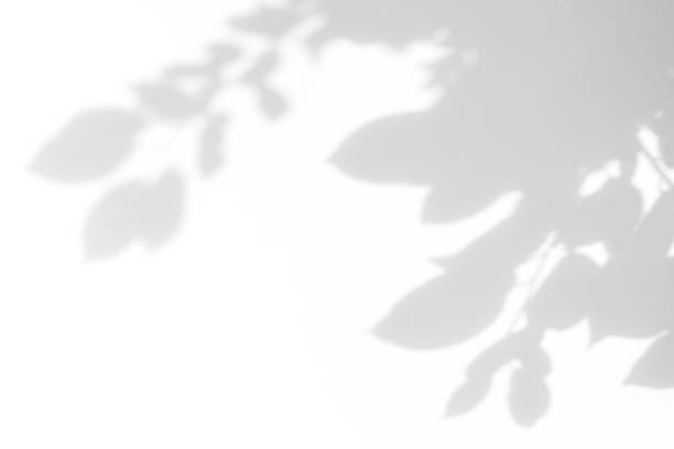 istock Gray shadow of the leaves on a white wall 1162984004