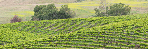 포도원 풍경 - 봄 - vineyard california santa barbara county panoramic 뉴스 사진 이미지
