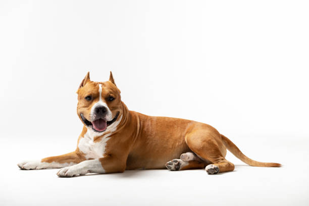 istock Adorable red and white dog downs at white background 1162984853