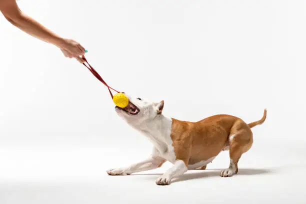 Red and white american staffordshire terrier with cropped ears plays indoor at white background