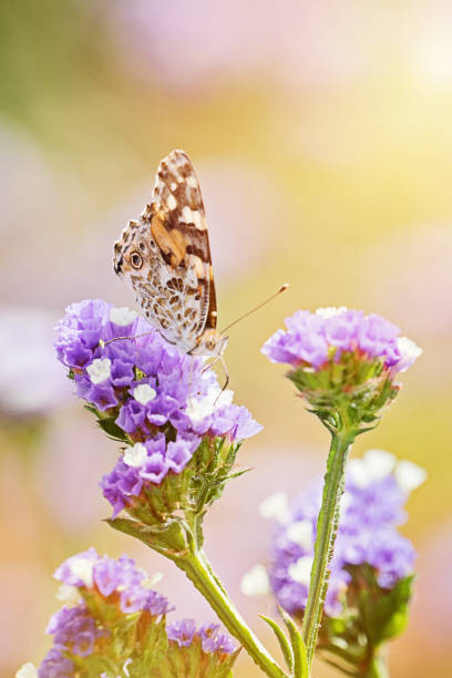 Closeup of beautiful butterfly or with closed wings eating honeydew Closeup of beautiful Silver-washed fritillary butterfly or Argynnis paphia, with closed wings eating honeydew on purple flowers in dreamlike setting. Romantic artistic style of living wildlife silver washed fritillary butterfly stock pictures, royalty-free photos & images