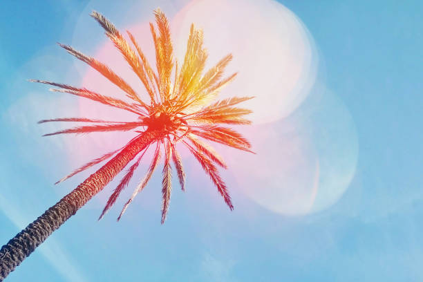 Abstract palm tree against blue sky background with trendy colorful bokeh effect. Low angle view template with copy space