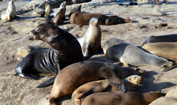 istock California sea lions 1162988262
